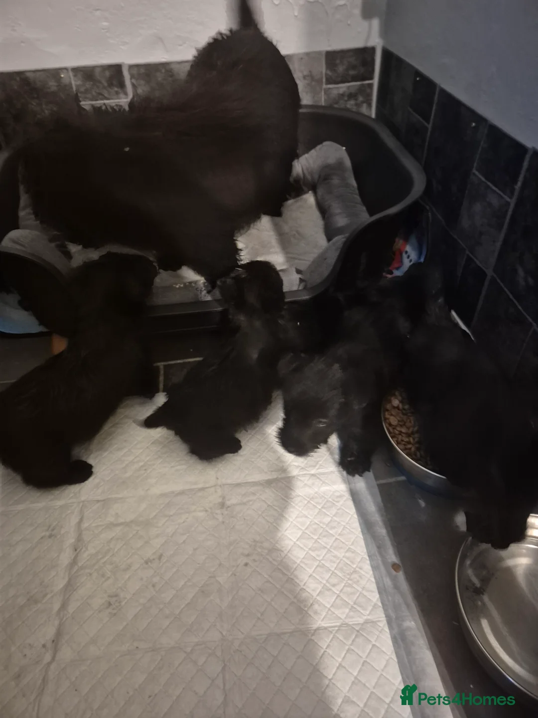 Scottish Terrier dogs for sale: Scottish terrier puppies  - Advert 1