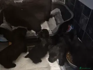 Scottish Terrier dogs Scottish terrier puppies - Advert 7