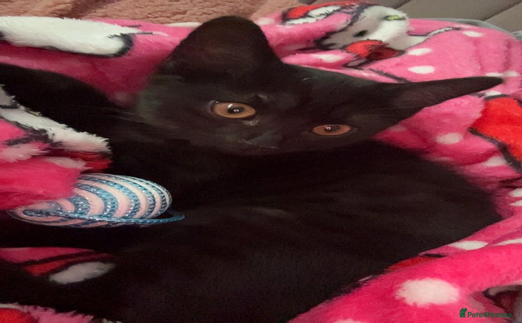 Brazilian Shorthair cats - Advert 1