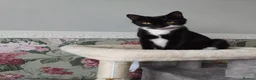 Domestic Shorthair cats for sale: Sabrina tuxedo female  - Advert 9