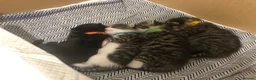 Mixed Breed cats for sale: 4 male cats (all have been named) - Advert 2