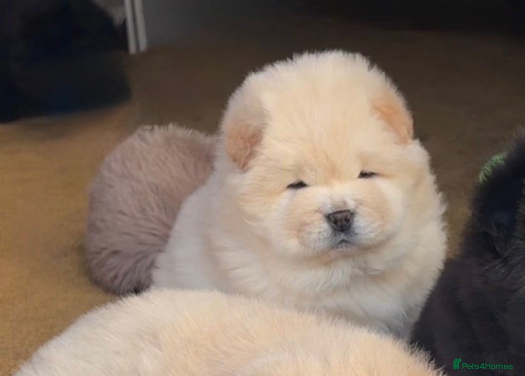Chow Chow dogs for sale: Four Luxury Female ChowChows🐾 - Advert 18