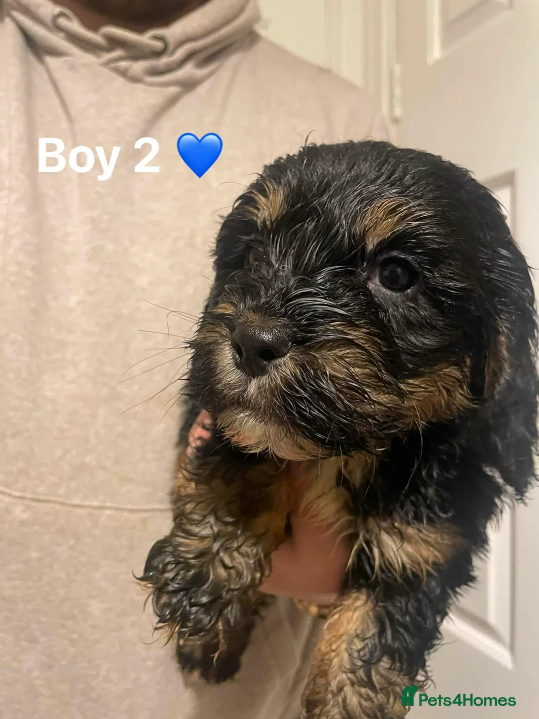 Cockapoo dogs for sale: Cockapoo Puppies (2 Boys, 2 Girls) - Advert 11