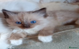 Ragdoll cats for sale: Ragdoll kittens for sale  - Image 8