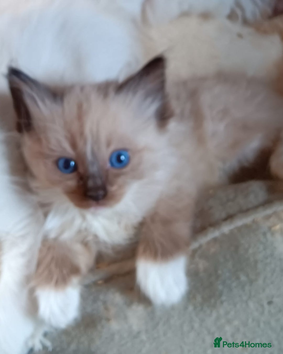 Ragdoll cats for sale: Ragdoll kittens for sale  - Image 8
