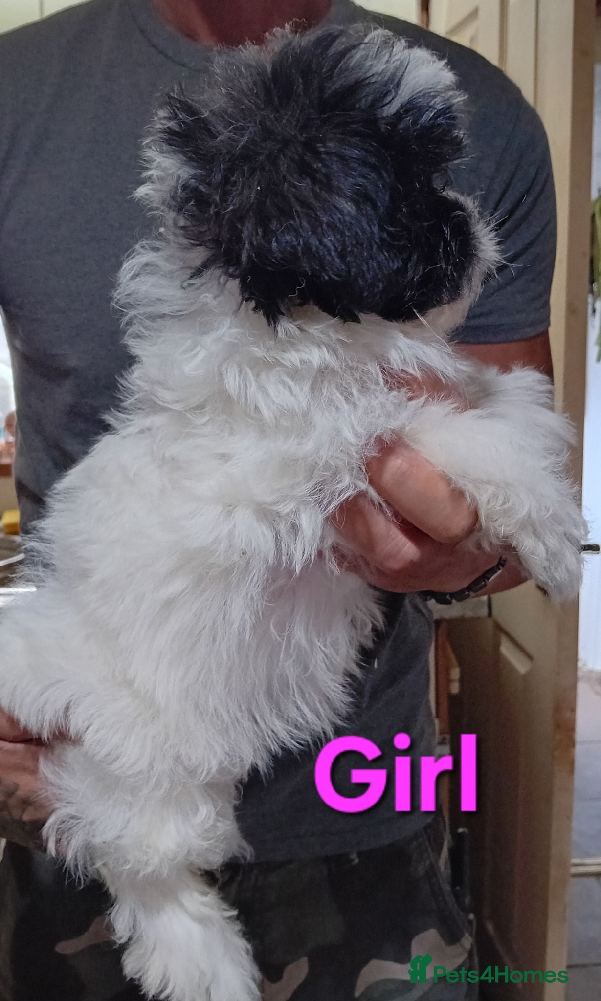 Shihpoo dogs 1 boy, 3 girls available of the Tiniest Puppies  - Advert 2