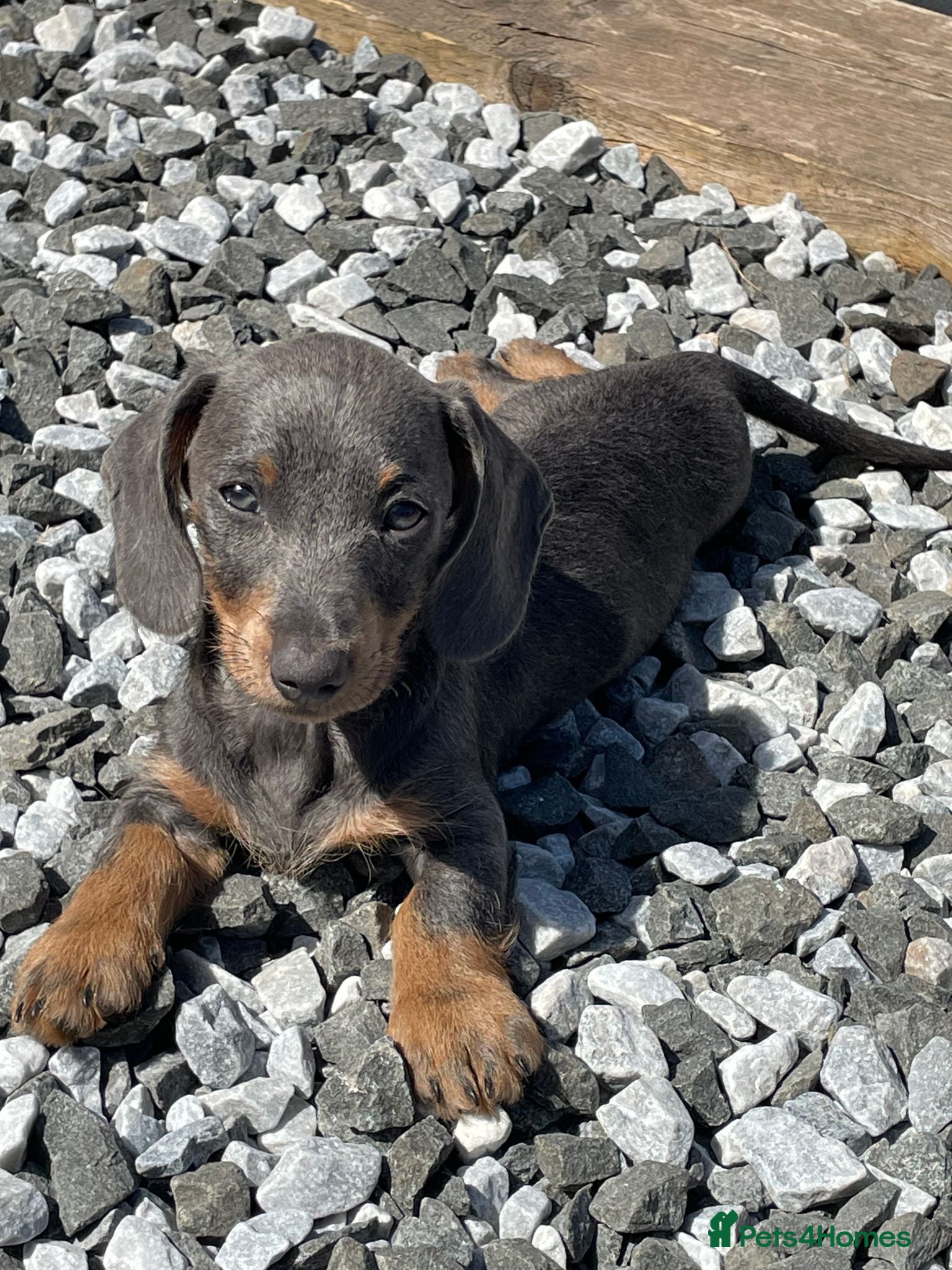 Dachshund dogs Ready Now!! - Miniature Dachshund Puppies - Advert 2
