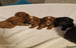 Cavapoo dogs for sale: Fox Red Cavapoo F1 Puppies  - Image 2