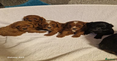 Cavapoo dogs - Advert 4