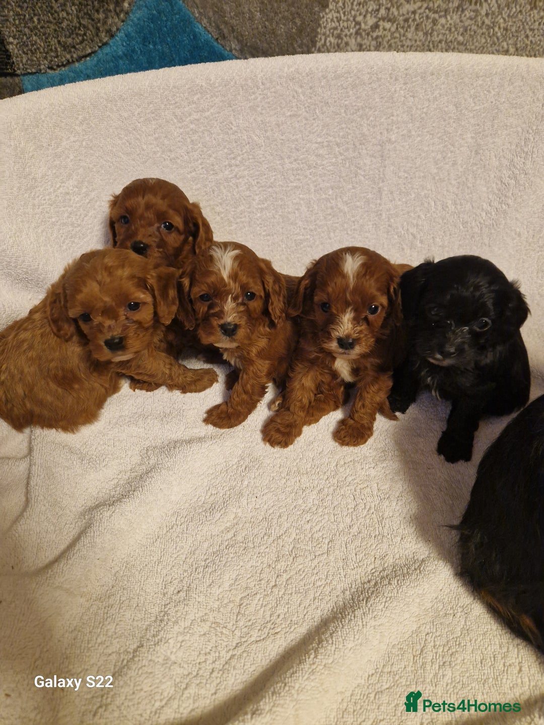 Cavapoo dogs for sale: Fox Red Cavapoo F1 Puppies  - Image 2