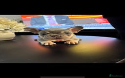 French Bulldog dogs for sale: 6 French Bulldog puppies (3 girls, 3 boys) - Image 21