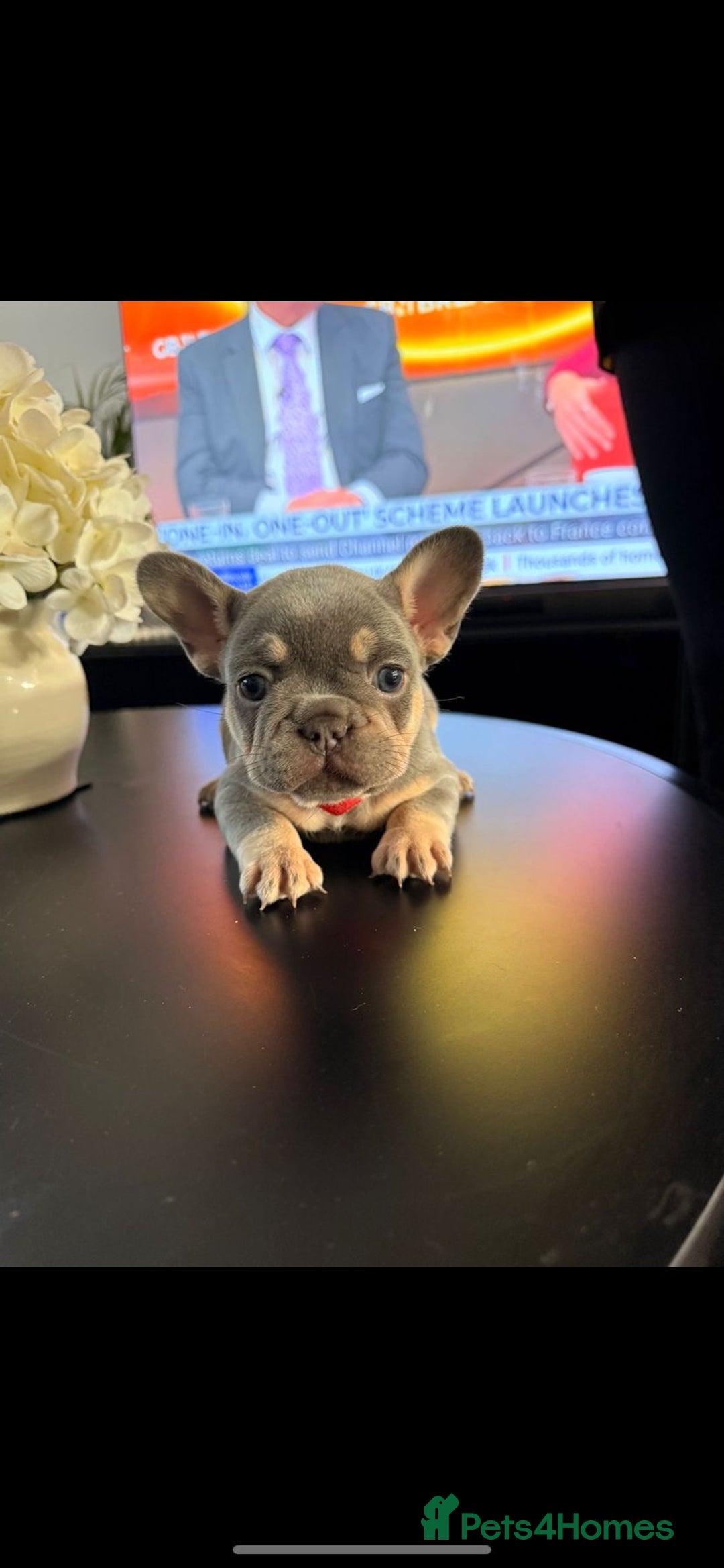 French Bulldog dogs for sale: 6 French Bulldog puppies (3 girls, 3 boys) - Image 21