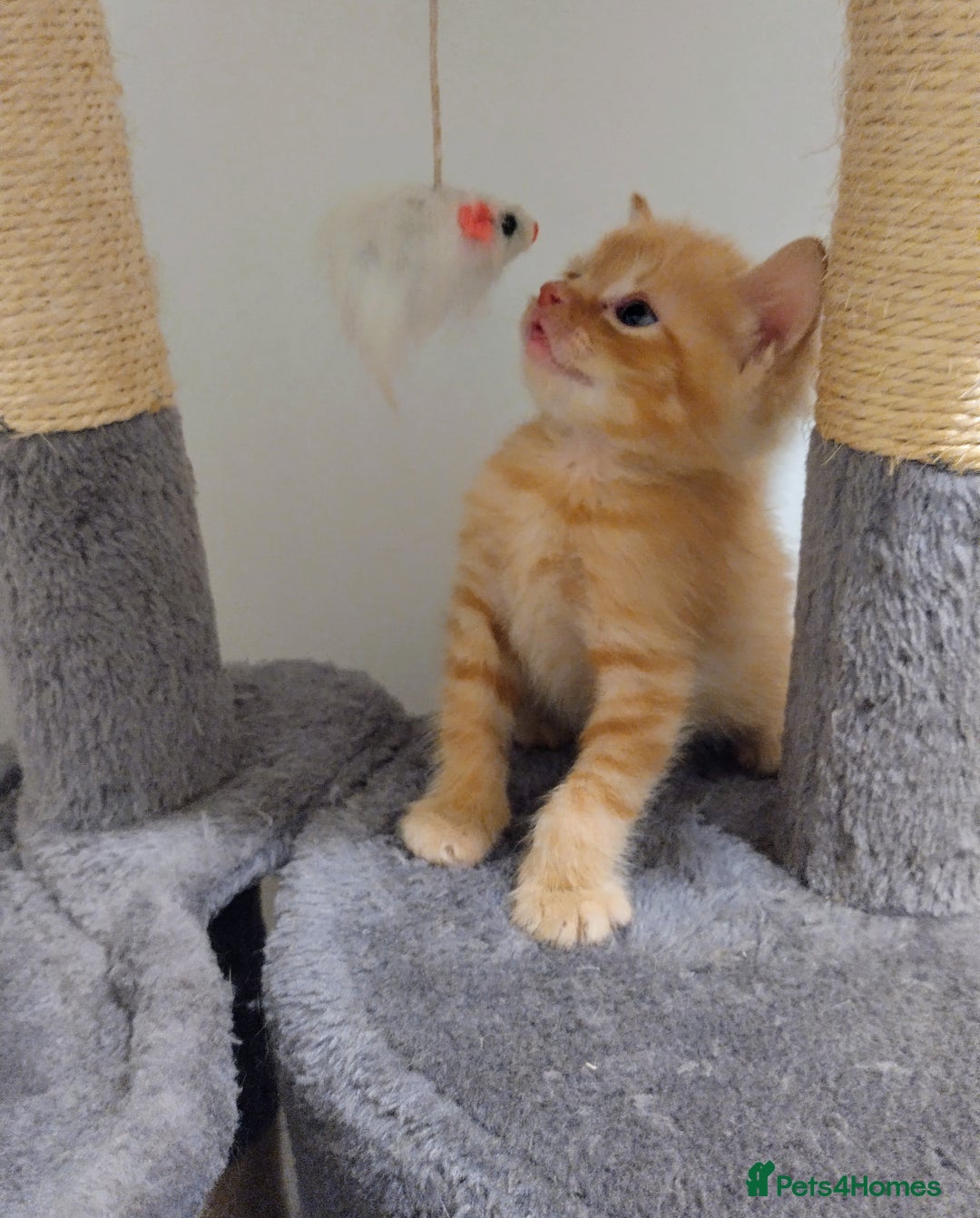 Mixed Breed cats for sale: Kittens mixed breed - Image 7