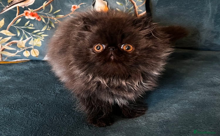 Persian cats - Advert 12