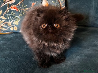 Persian cats - Advert 4