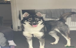 Siberian Husky dogs for sale: Siberian husky  - Image 5