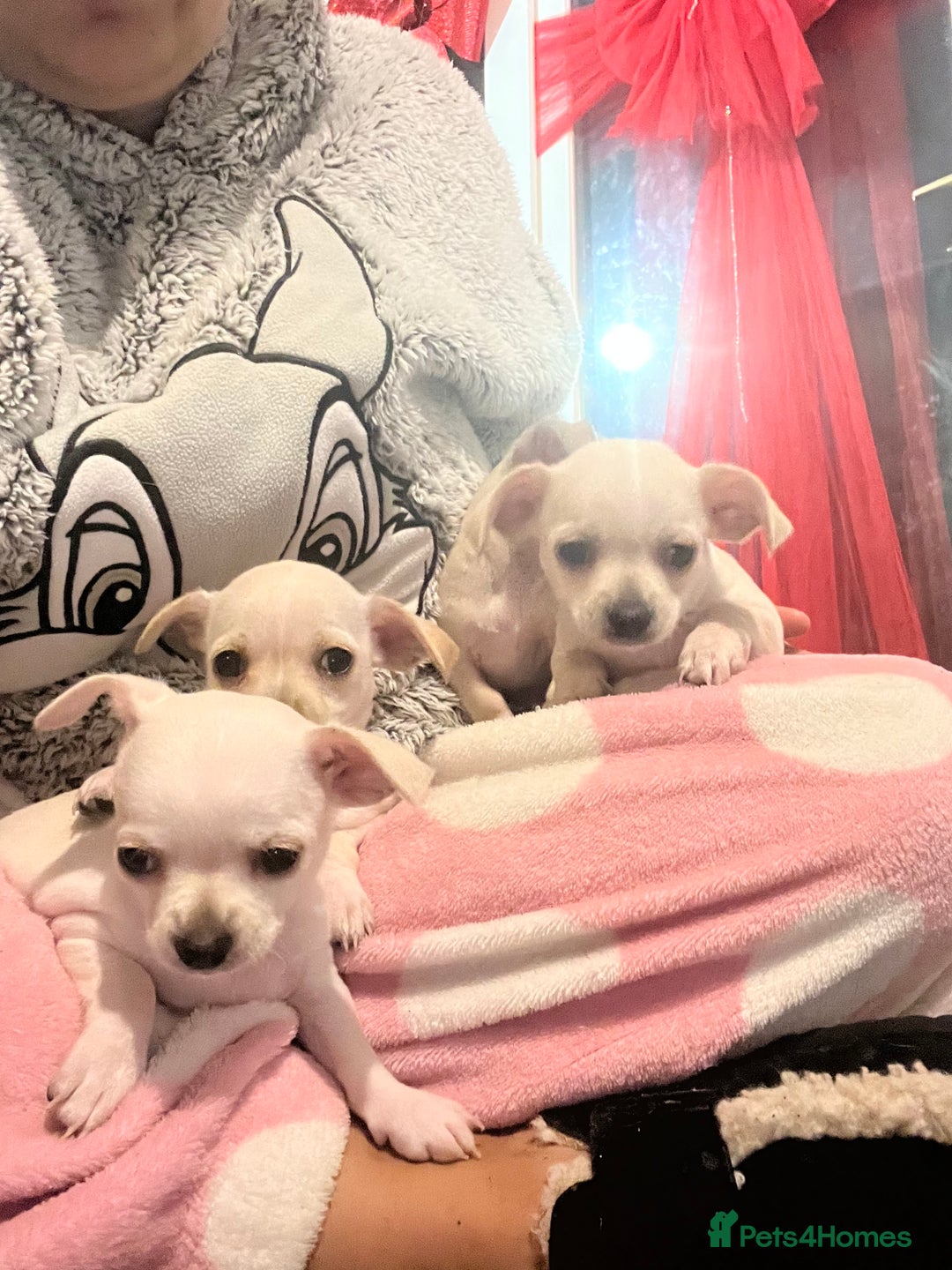 Chihuahua dogs for sale: Beautiful short hair chihuahua  - Advert 17