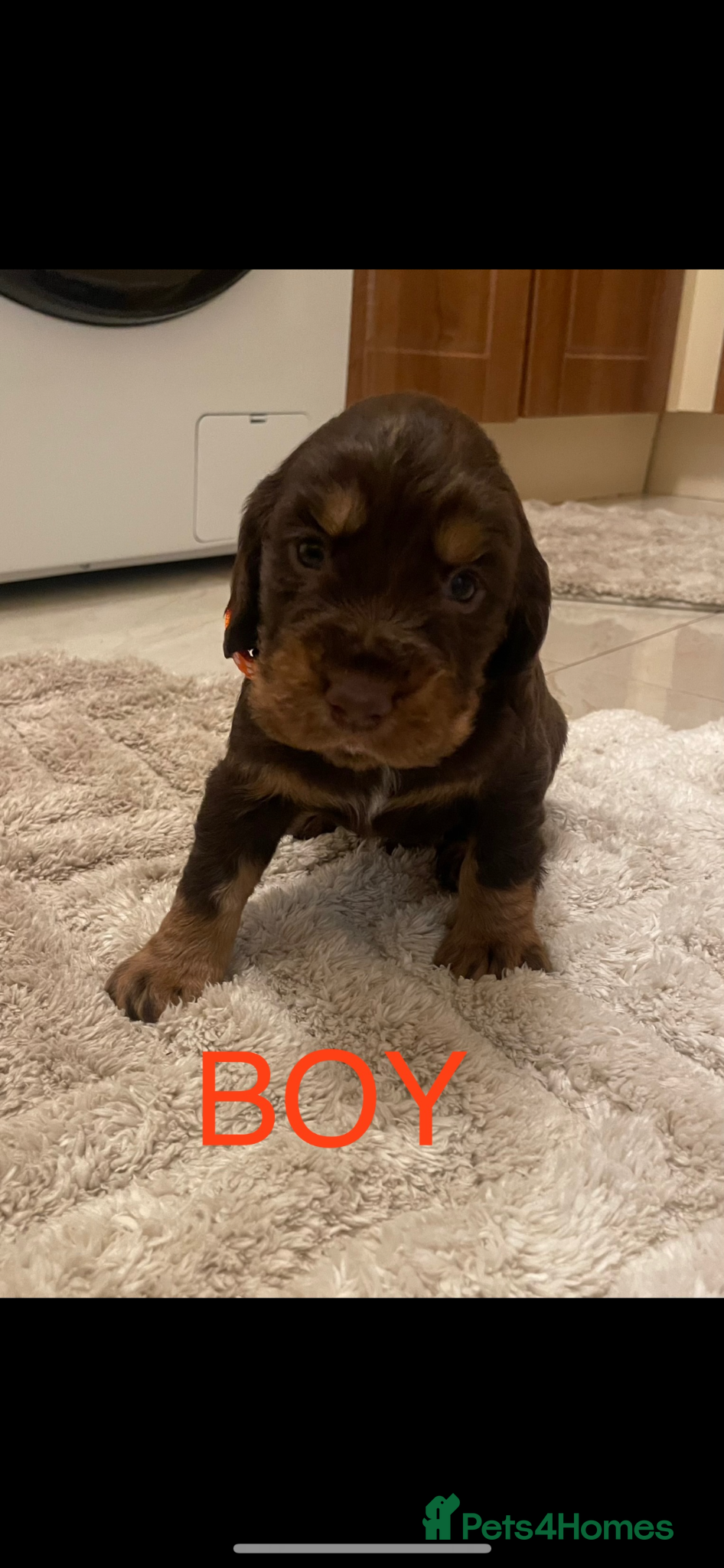 Cocker Spaniel dogs Working Cocker spaniel puppies for sale - Advert 15