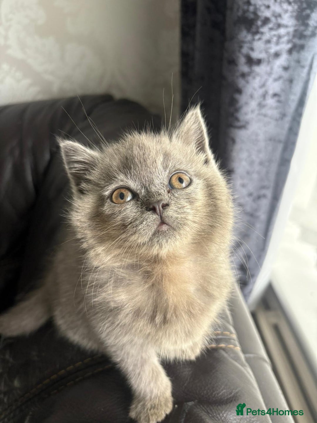 British Shorthair cats for sale: British shorthair kittens - Image 20