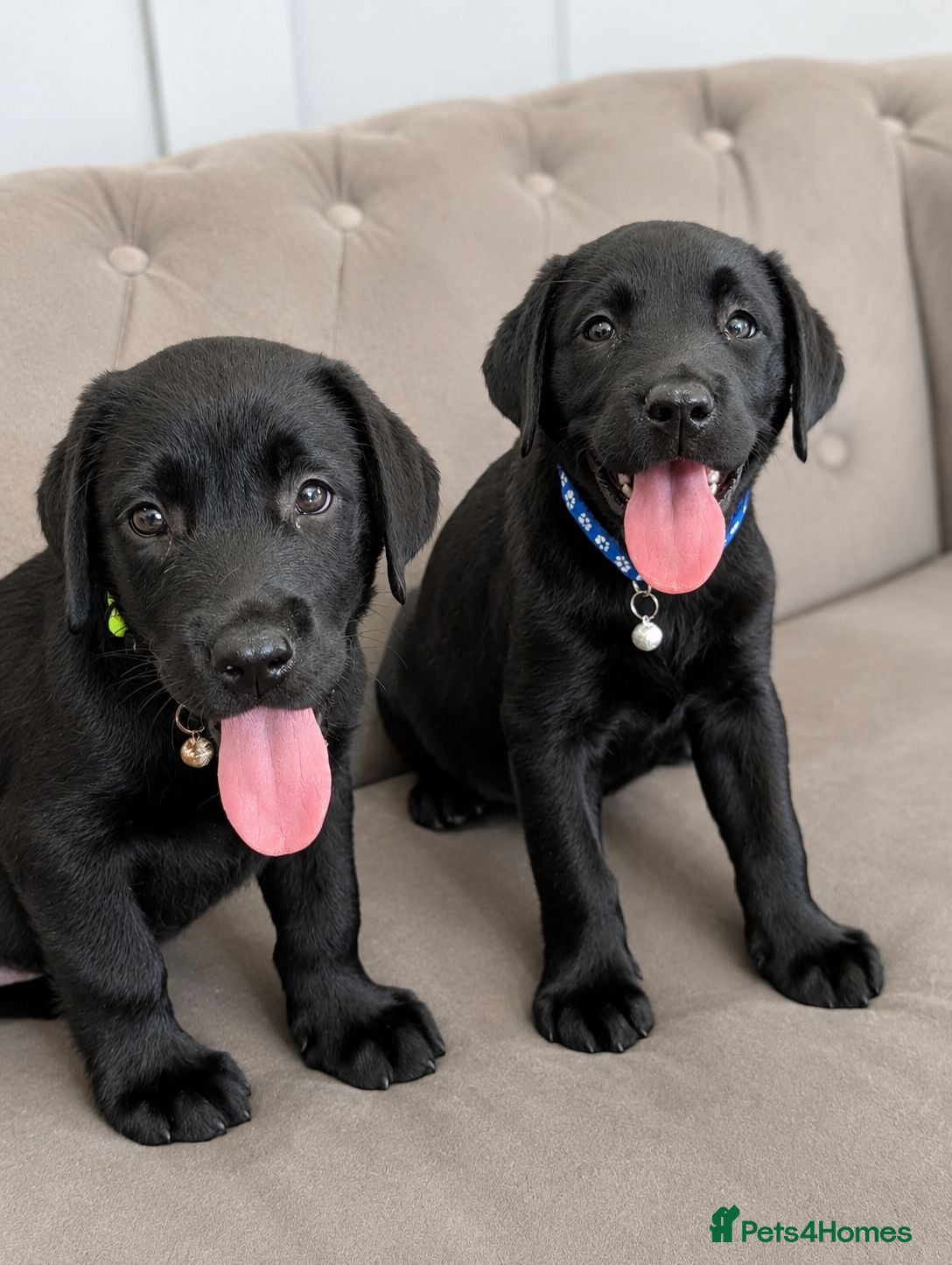 Labrador Retriever dogs Advanced trained Labradors  - Advert 1