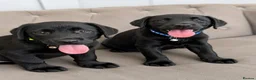 Labrador Retriever dogs for sale: Advanced trained Labradors  - Advert 1