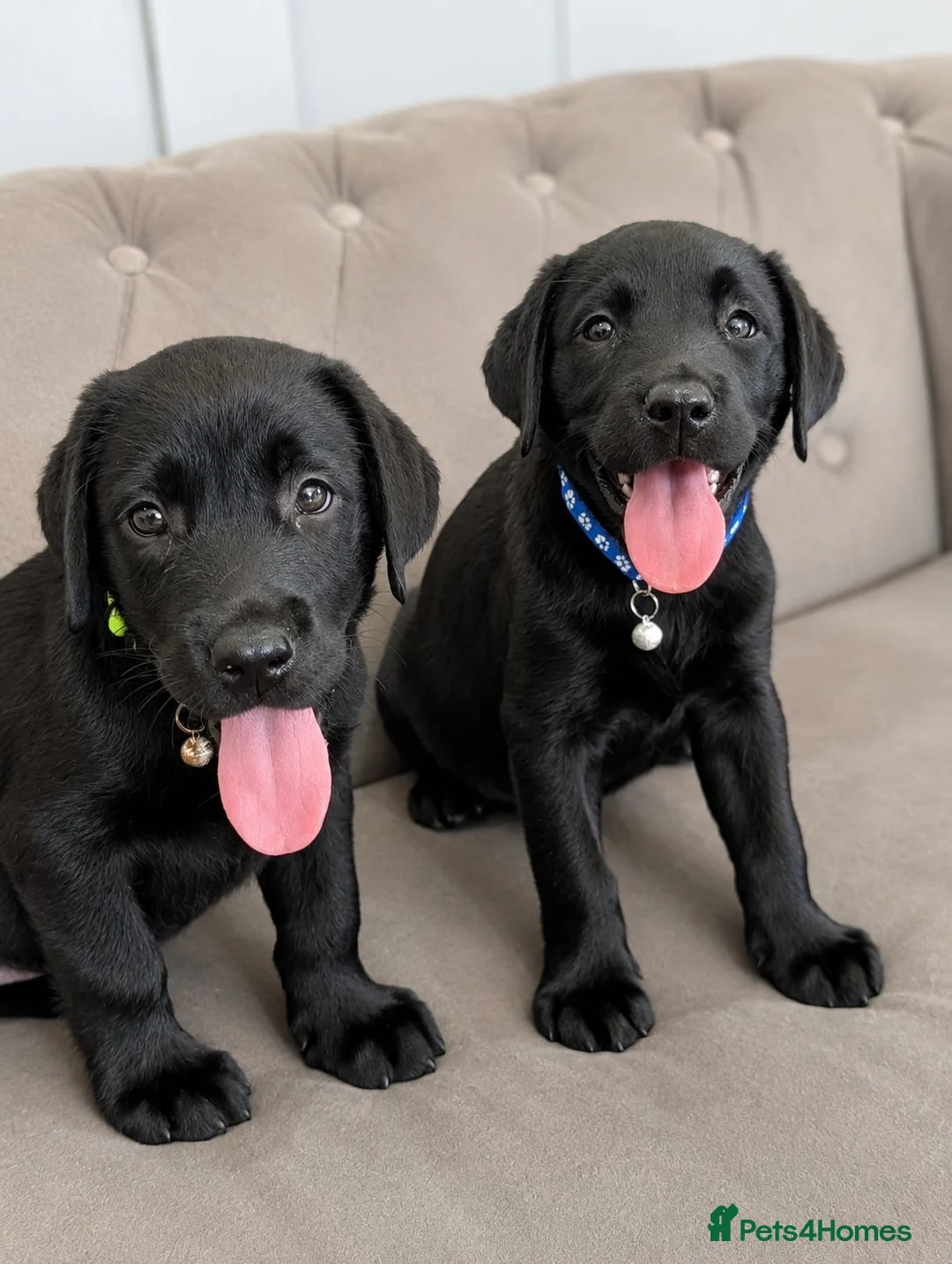 Labrador Retriever dogs for sale: Advanced trained Labradors  - Advert 1