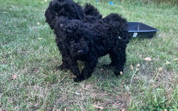 Cockapoo dogs for sale: Cockapoo Puppies - Advert 15