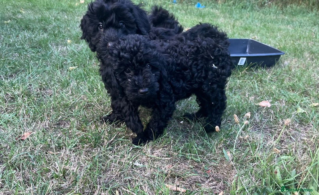 Cockapoo dogs for sale: Cockapoo Puppies - Advert 15