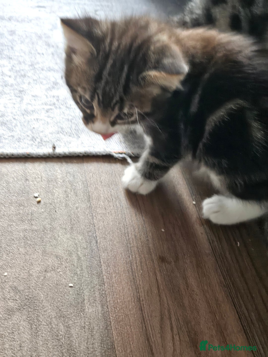 British Longhair cats for sale: Longhaired grey and black kittens, 2 ready now - Image 6