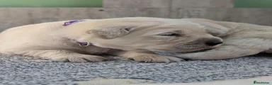 Golden Retriever 5