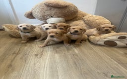 Labrador Retriever dogs for sale: My lovely Labrador puppies - Image 1