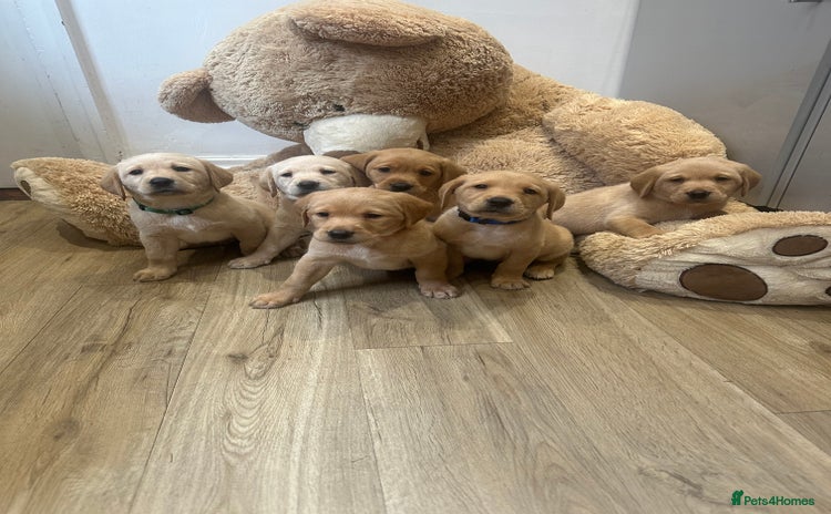 Labrador Retriever dogs - Advert 12