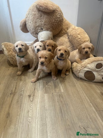 Labrador Retriever dogs - Advert 8