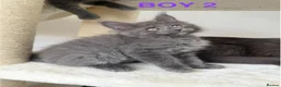 Maine Coon cats for sale: Only 2 left. SHOW QUALITY MAINE COON KITTENS  - Advert 4