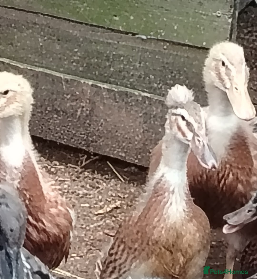 Ducks poultry for sale: Saxony ducklings - Image 6