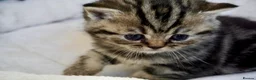 British Shorthair cats for sale: Tabby babies - Advert 5