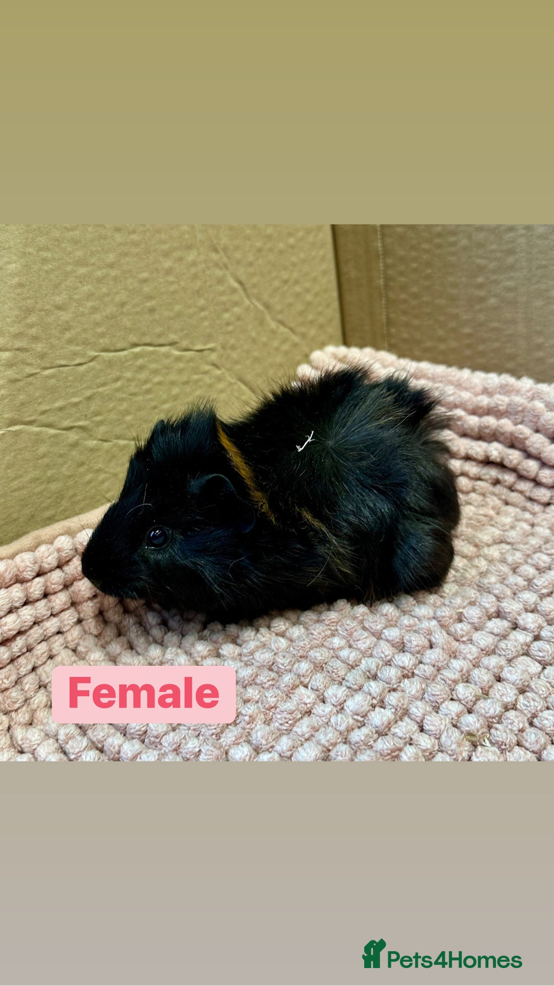 Guinea Pig rodents for sale: Young Guinea pigs  - Advert 14