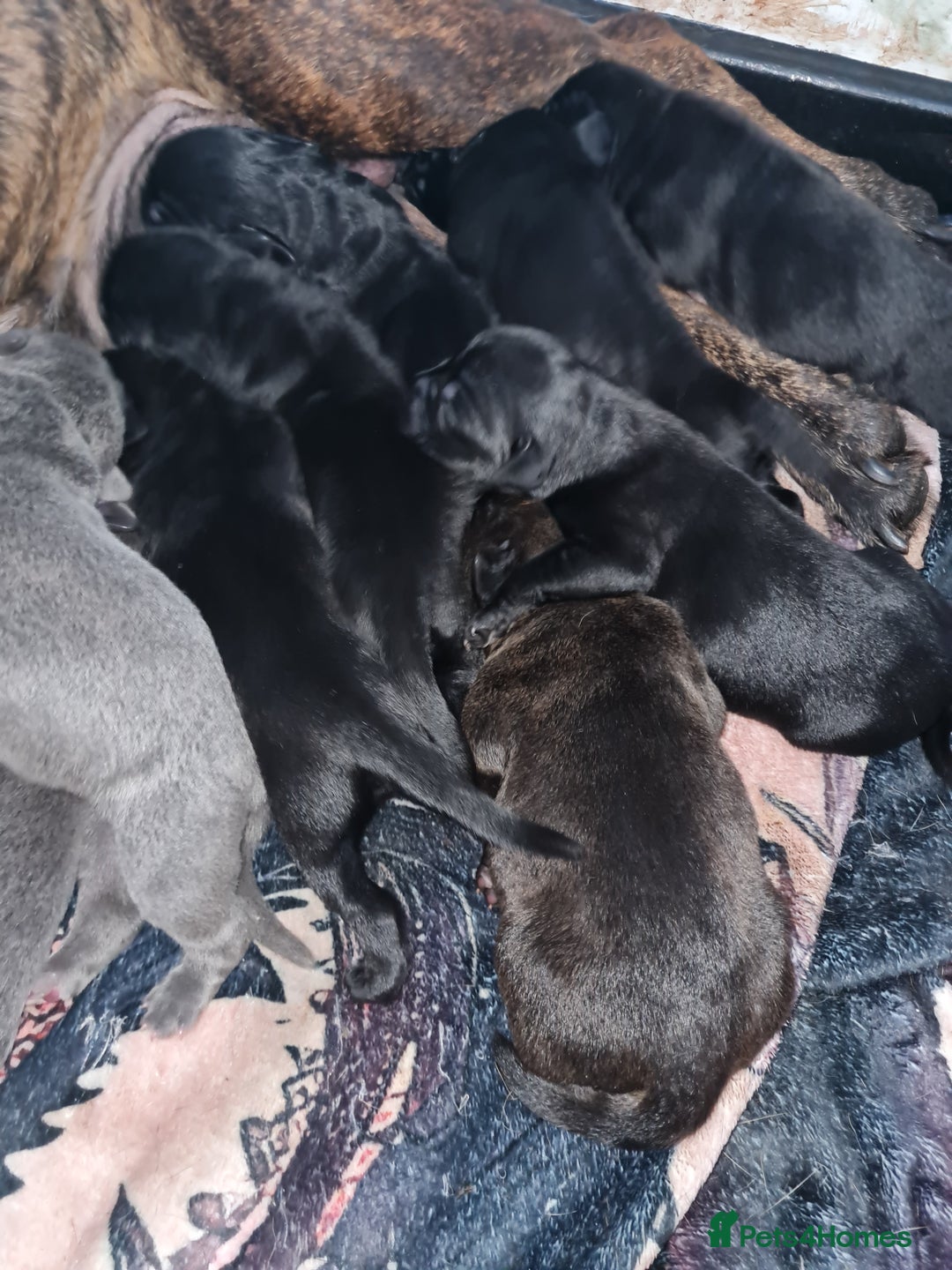 Mixed Breed dogs for sale: Presa canario - Advert 31