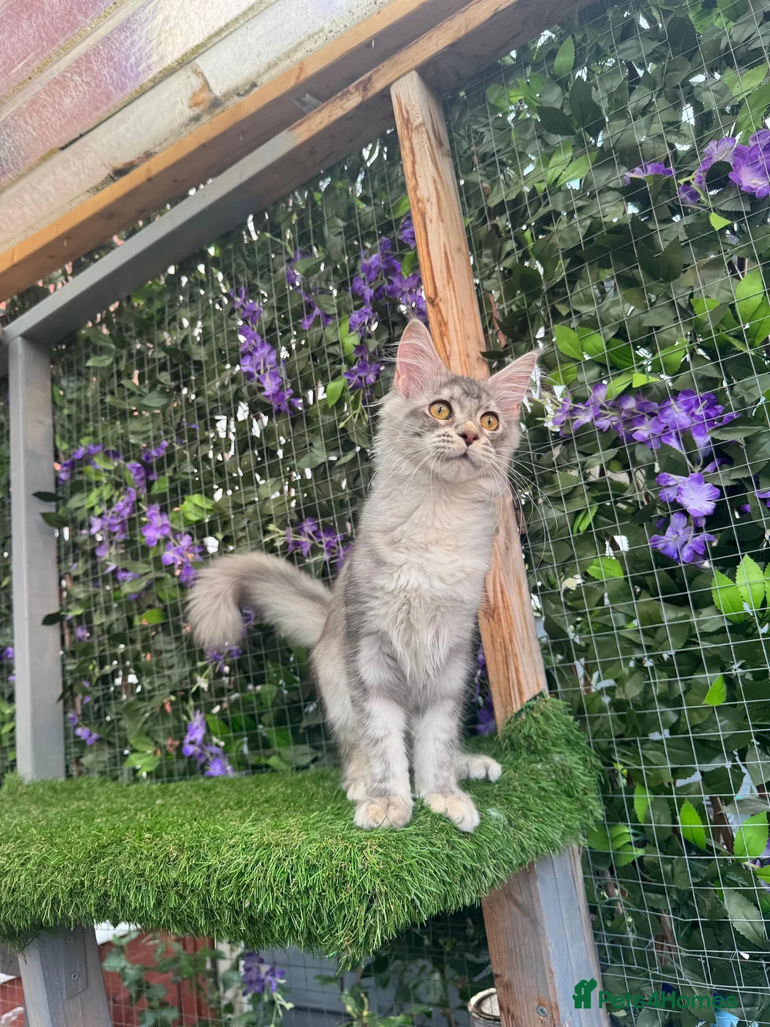 Maine Coon cats for sale: Beautiful TICA Registered Maine Coon ACTIVE - Advert 9