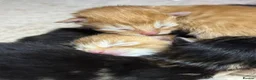 Maine Coon cats for sale: 4 Affectionate Maine Coon Kittens For Sale  - Advert 8