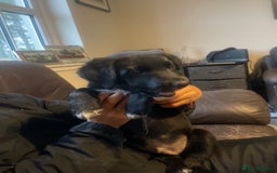Borador dogs for sale: 1 Labrador x border collie boy for sale.  - Image 4