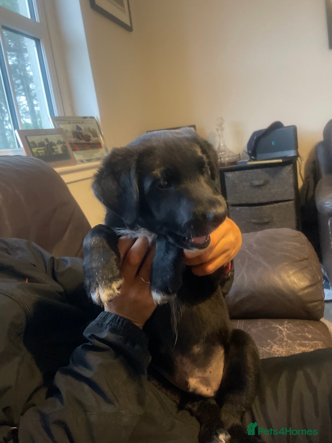 Borador dogs for sale: 1 Labrador x border collie boy for sale.  - Image 4