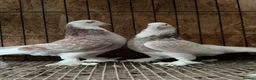 Pigeons birds for sale: FANCY WEST OF ENGLAND TUMBLERS  - Advert 15