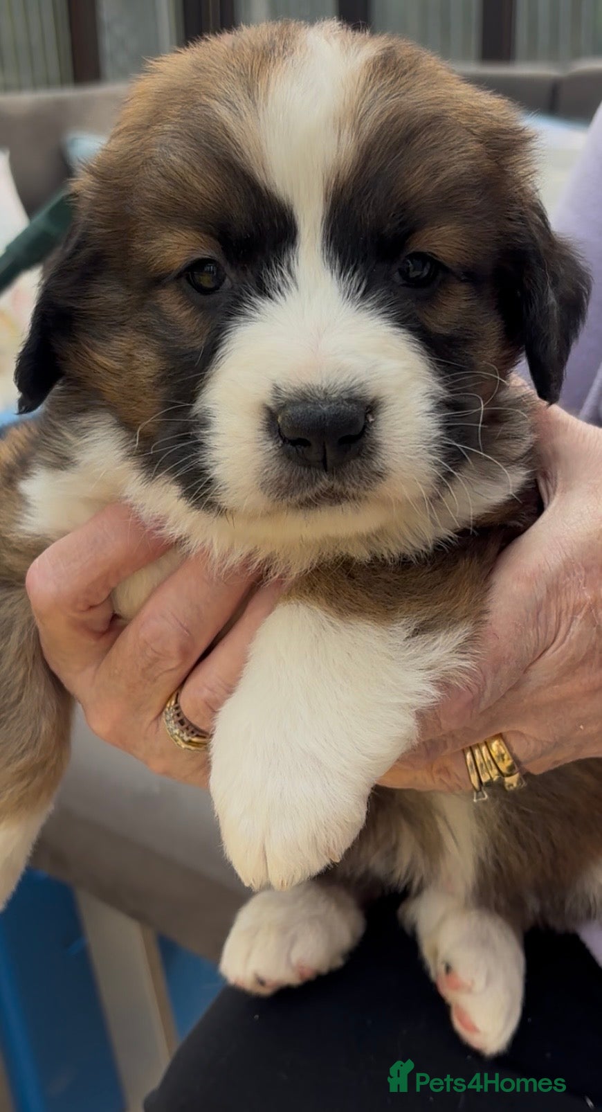 Bernese Mountain Dog dogs Stunning Saint Bernese Puppies for sale - Advert 2