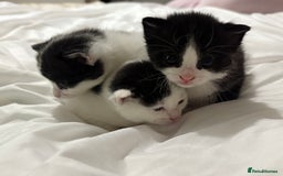 Mixed Breed cats for sale: 3 beautiful kittens - Dalmatian style  - Image 5