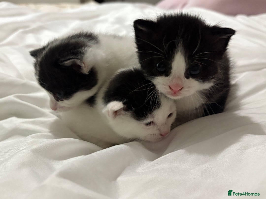 Mixed Breed cats for sale: 3 beautiful kittens - Dalmatian style  - Image 5