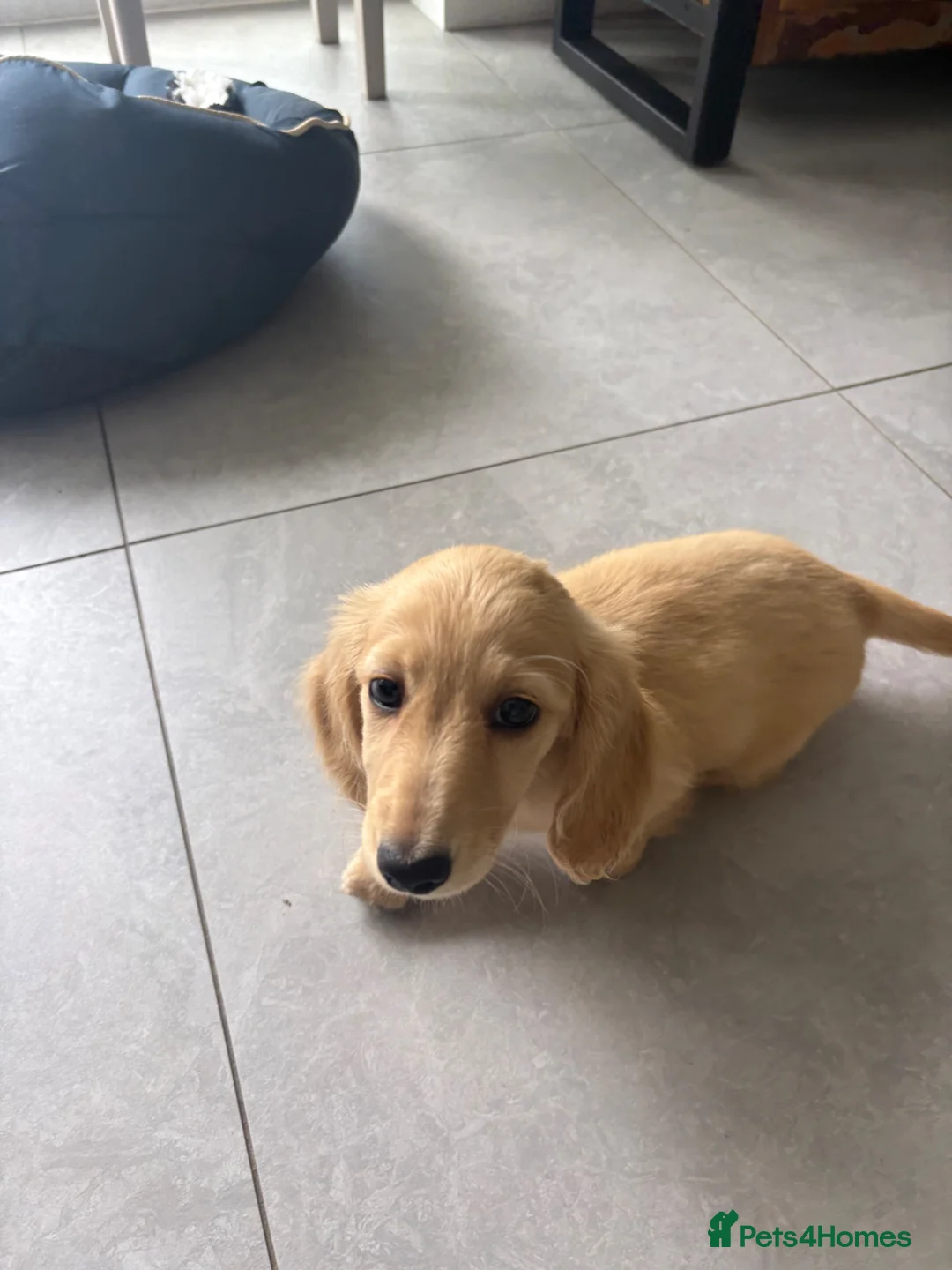 Miniature Dachshund dogs for sale: Cream Boy Long haired miniature dachshund - Advert 13
