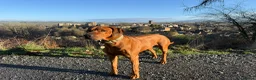 Rhodesian Ridgeback dogs for sale: Rhodesian Ridgeback Puppies in Bath - Advert 1