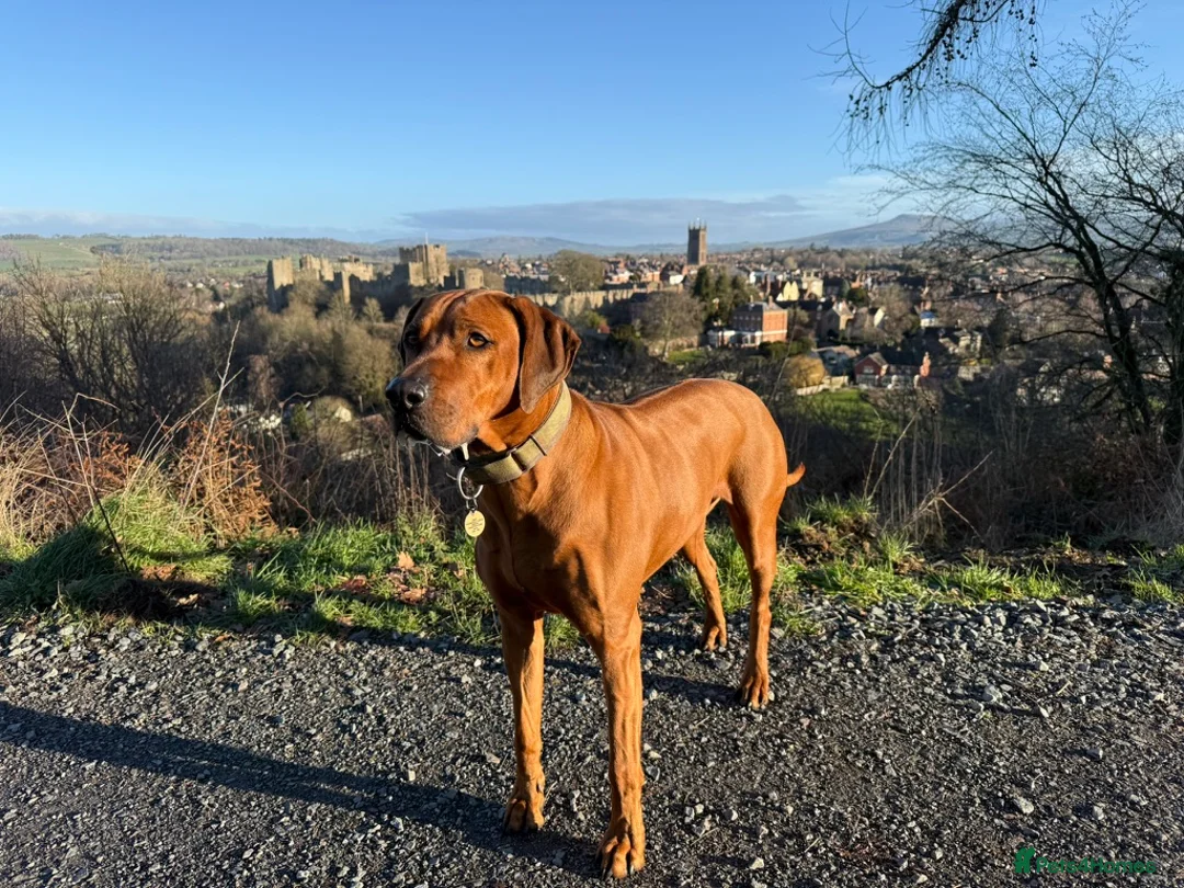 Rhodesian Ridgeback dogs for sale: Rhodesian Ridgeback Puppies in Bath - Advert 1