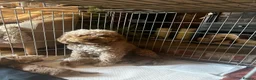 Cavapoo dogs for sale: F1B Cavapoos  - Advert 1